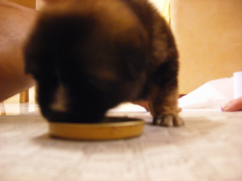 [mini-Julea+eating+Dinner.JPG]