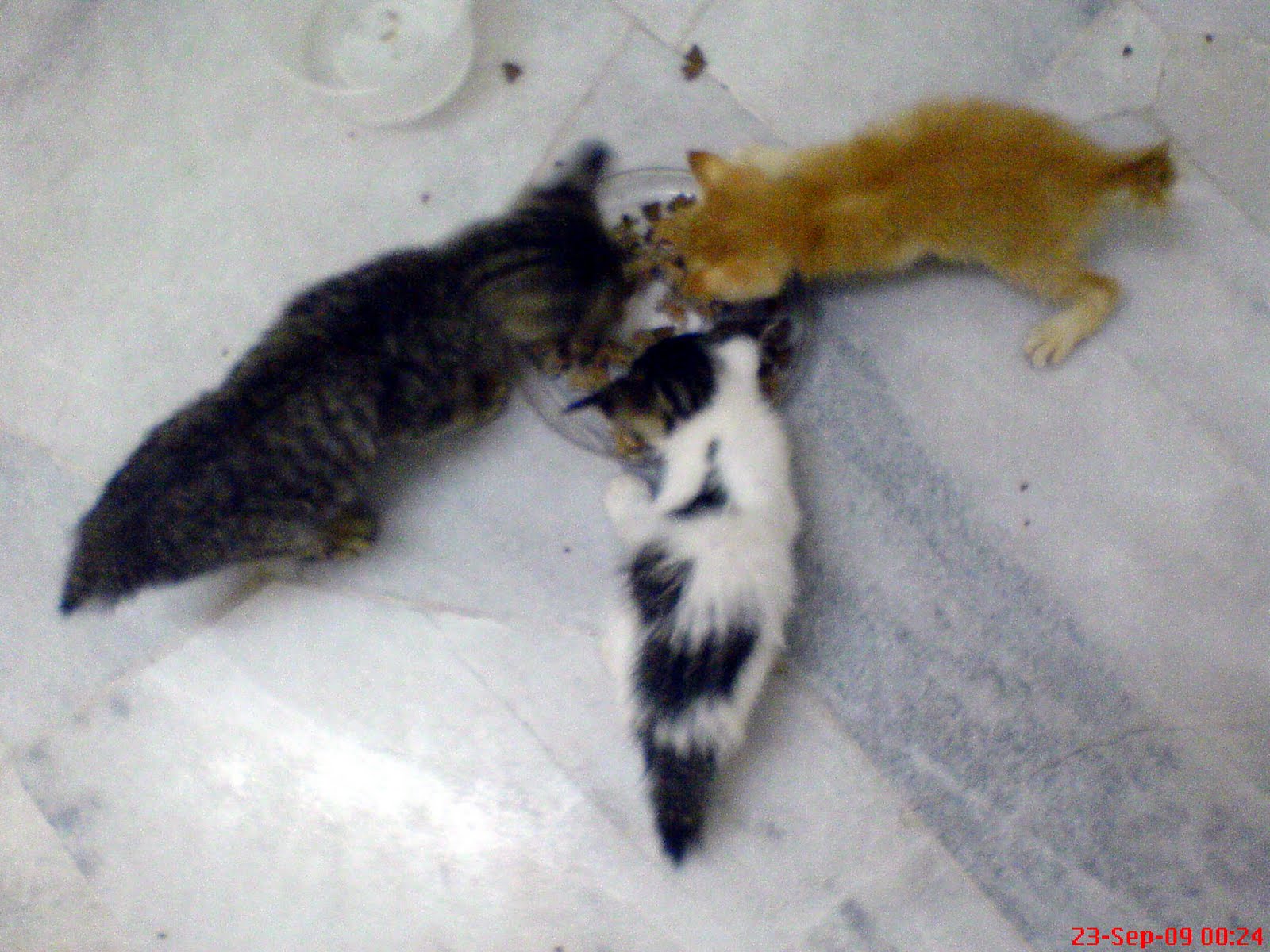 [DSC01193.JPG]