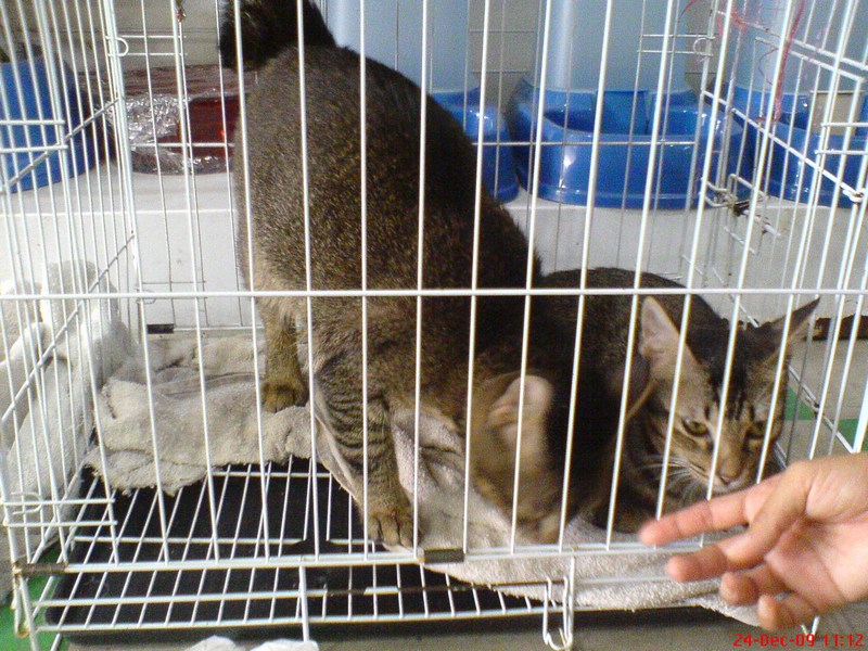 [mini-felix+and+oscar.jpg]