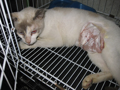 Cat with hernia « AnimalCare