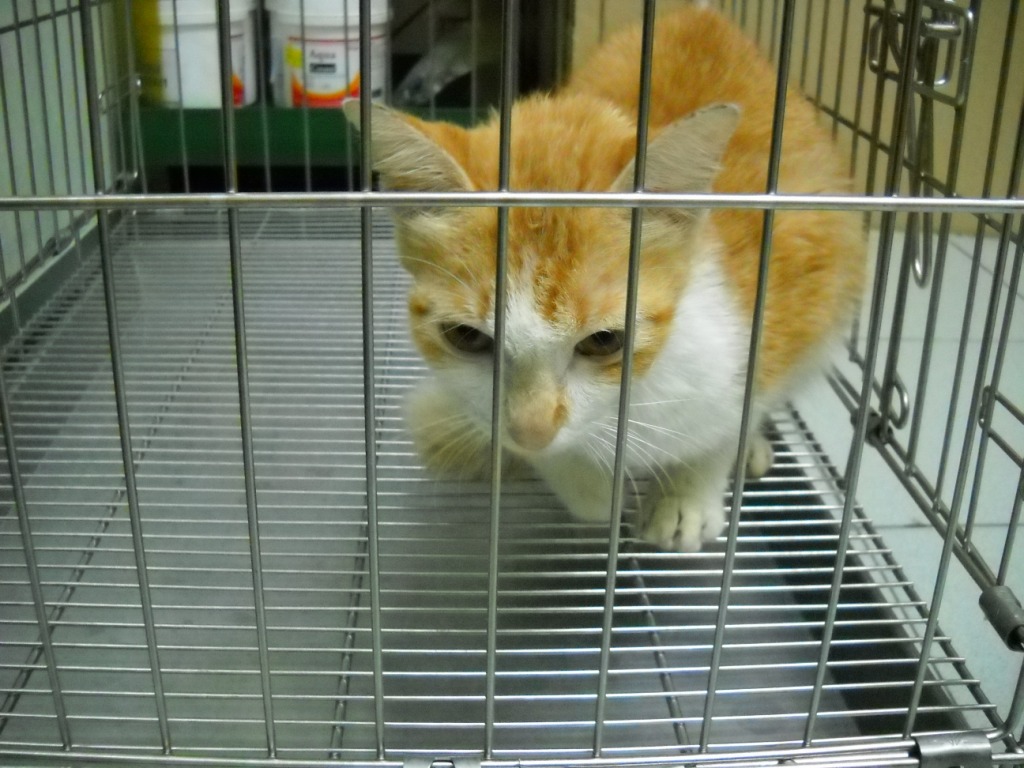 A female cat spayed « AnimalCare