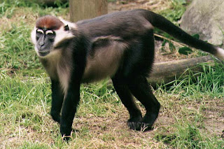 world monkey photos white collared mangabey also known sooty mangabey white crowned found in africa senegal and ghana