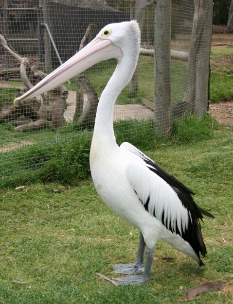 [australian-pelican.jpg]