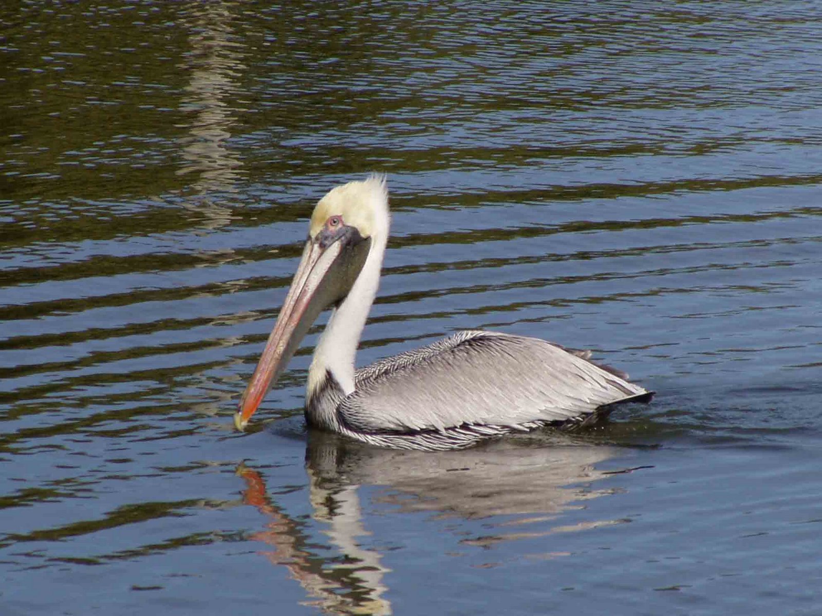 [Brown-Pelican-swimming.jpg]