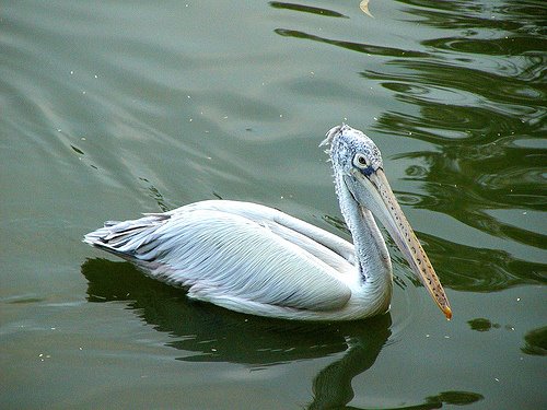 [dalmatian-pelican-water.jpg]