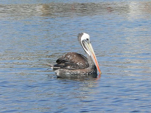 [peruvian-pelican-water.jpg]