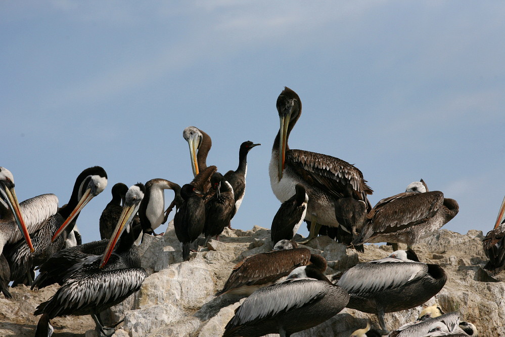 [peruvian-pelicans-with-young.jpg]