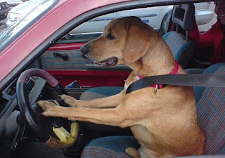 crazy-animals-driving-dog-car.jpg