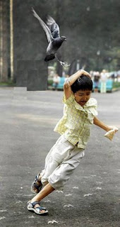 amazing funny bird photo pigeon attacking child with bird food