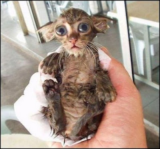 really funny picture of wet tiny little pussy cat after wash
