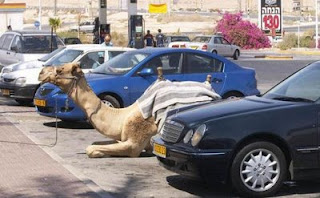funny animal picture car park for camels parking photo