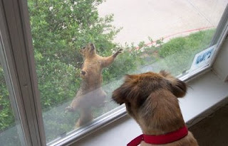 funny squirrel photo looking through window while dog watches from inside
