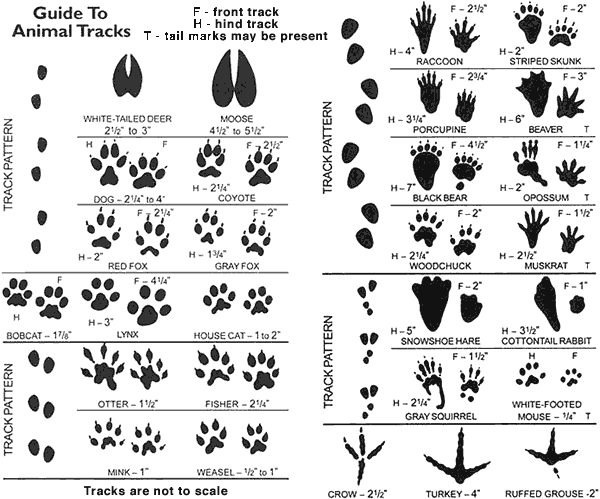 squirrel paw prints squirrel paw prints