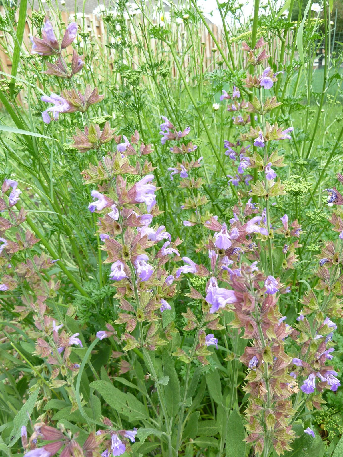 Penelopedia Nature and Garden in Southern Minnesota Sage in Bloom