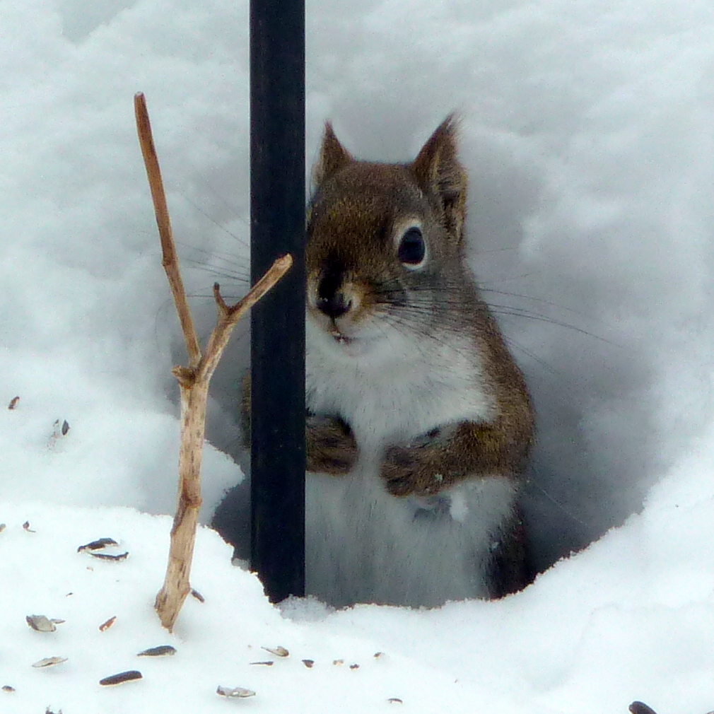 Penelopedia Nature and Garden in Southern Minnesota Squirrels... and