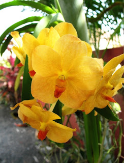 Orchid in bloom in our garden