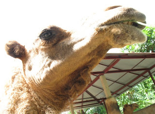 Camel in the sun Phuket Zoo
