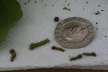 Indian Moon Moth babies