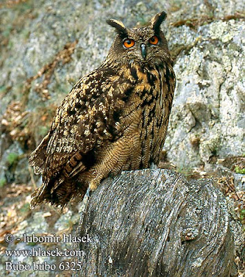 bubo_bubo_6325.jpg
