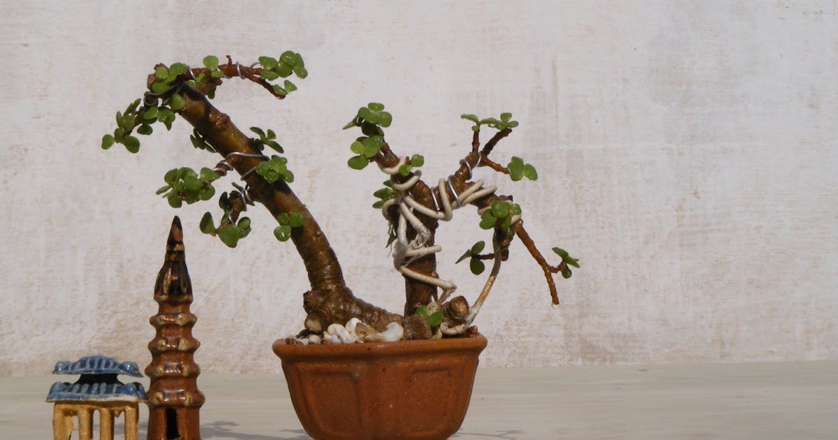 Bonsai Collection of a member of Ahmedabad Bonsai Club Portulacaria