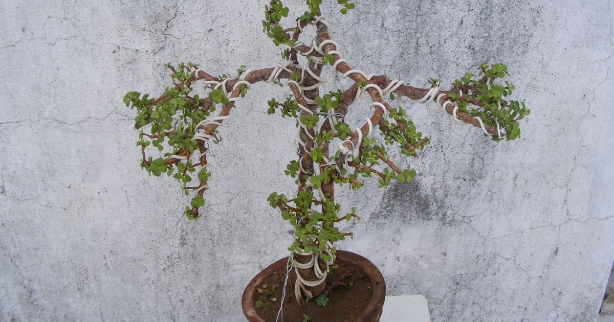 Bonsai Collection of a member of Ahmedabad Bonsai Club Jade Twin Trunk