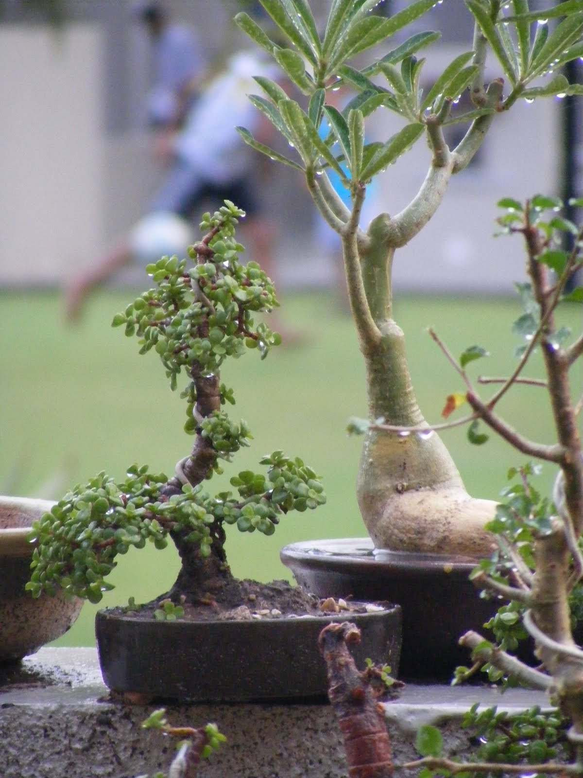 Bonsai Collection Of A Member Of Ahmedabad Bonsai Club April 2010 Bonsai Collection Of A Member Of Ahmedabad Bonsai Club April 2010