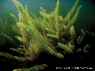 milfoil maine weeds invasive spreading hydroseeding avoid almost season