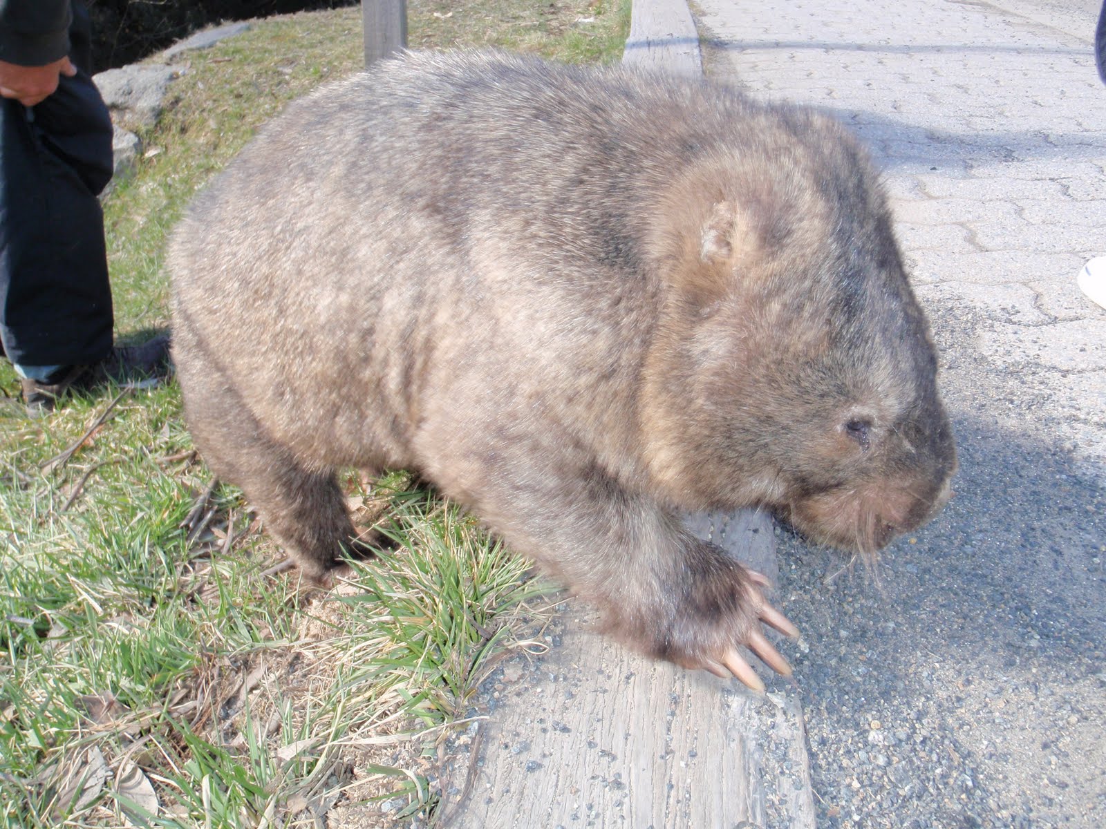 Jessica and Andrew Graham Animals at Thredbo / Kosciuszko National
