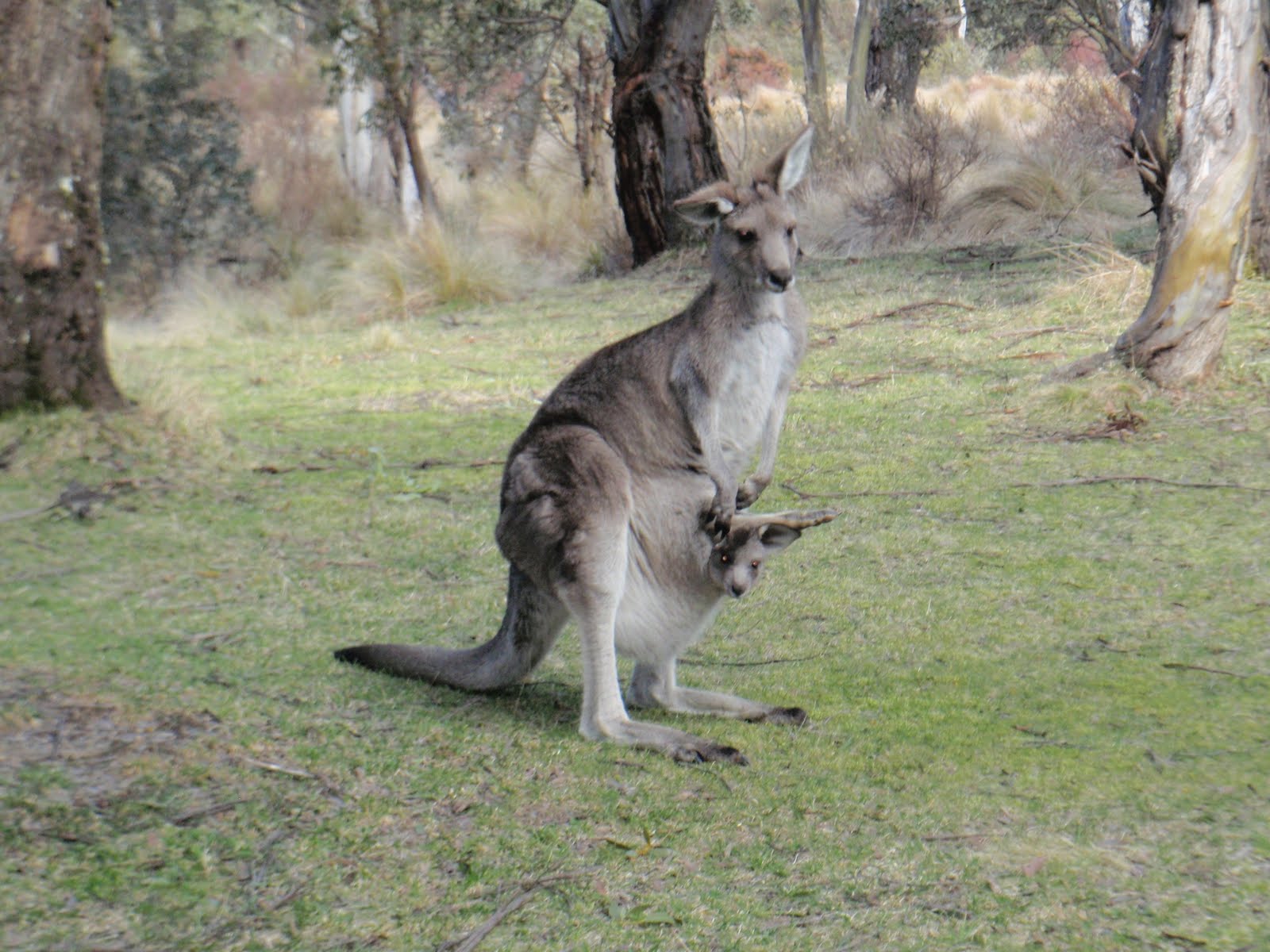 Jessica and Andrew Graham Animals at Thredbo / Kosciuszko National