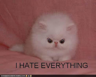 funny-pictures-cat-hates-everything.jpg