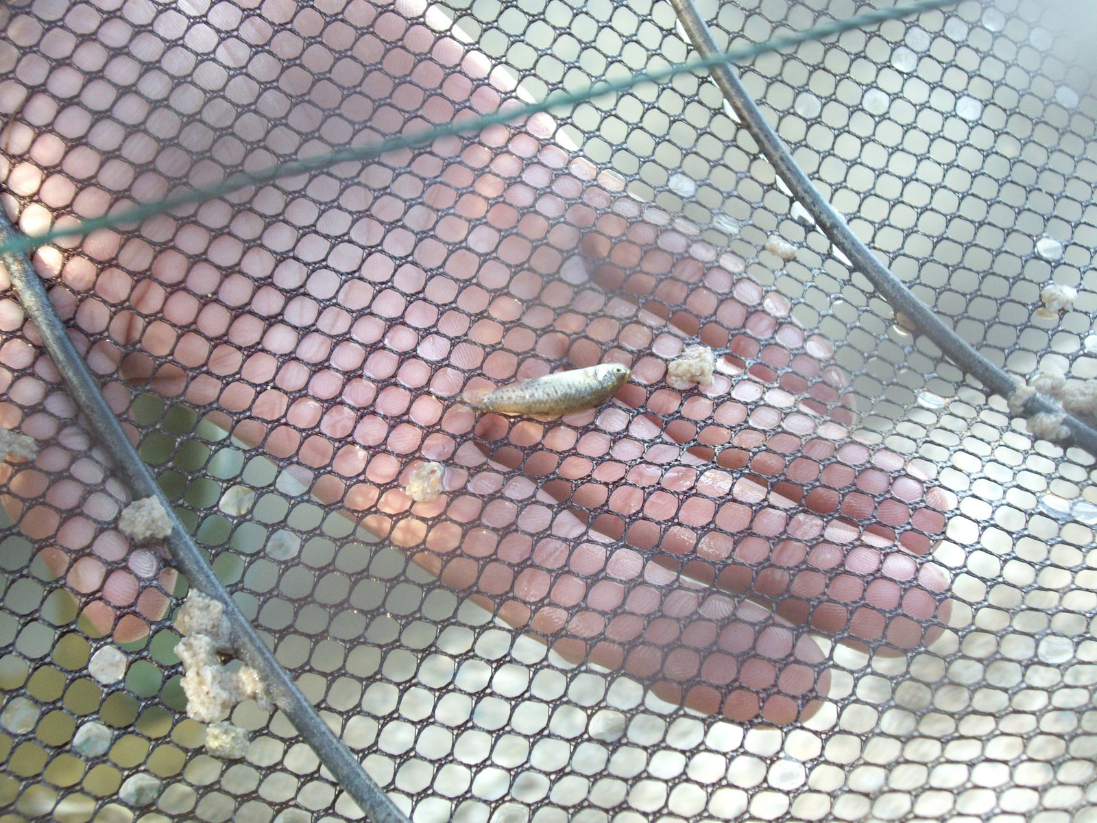 [08+12+20+Moreras+Peces+(5).JPG]