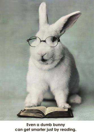 Dumb Rabbit