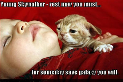 Cat Wars