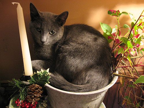 [cheif-planter.jpg]