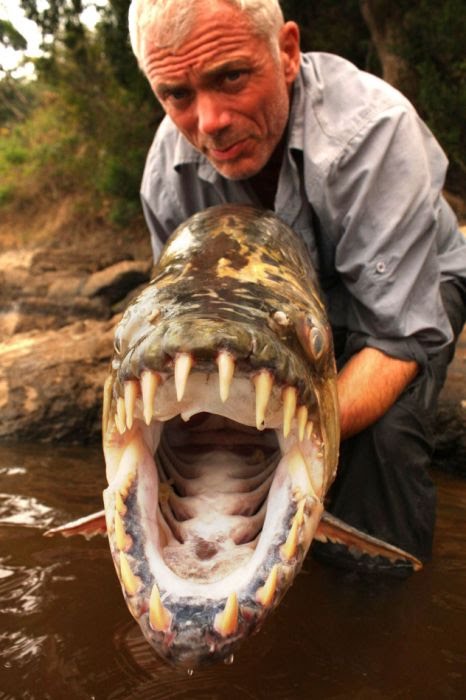 The goliath tigerfish is one