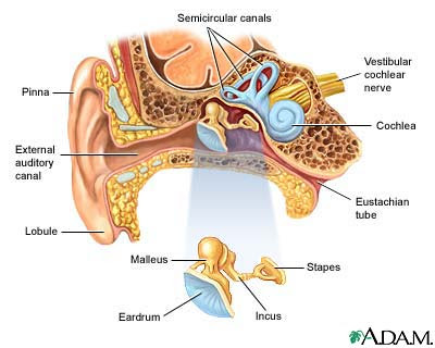 E.N.T Operations Ear-anatomy+%D8%A7%D8%B0%D9%86