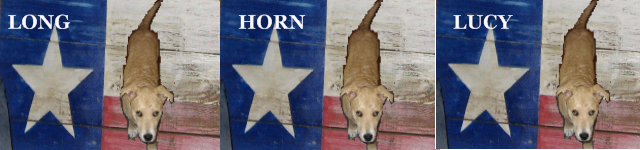 Longhorn Lucy