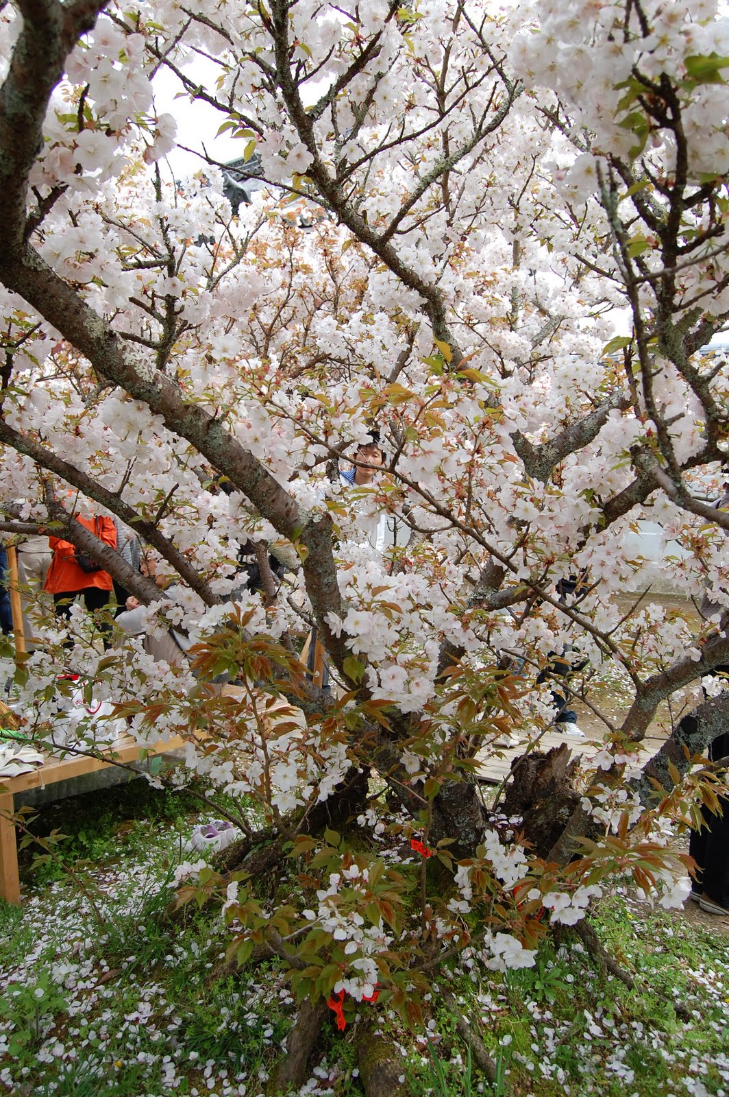 Sakura in Ninna-ji Temple