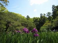 Heian-jingu garden FREE opening!