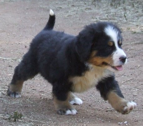 Have you and your family been thinking that a Bernese Mountain Dog puppy is 