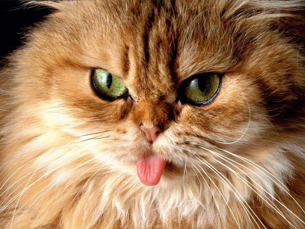 Funny Cat Wallpaper - Comedy Video Clips