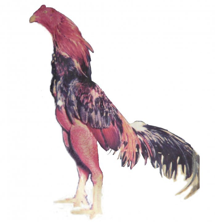 Ternak ayam yang menguntungkan pakan ternak kambing organik