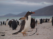 Pingüino Papua (Gentoo Penguin) Pygoscelis papua