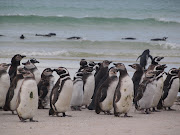 Pingüino de Magallanes (Magellanic Penguin) Spheniscus magellanicus