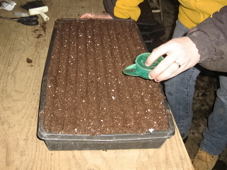 [seedblog4.jpg]
