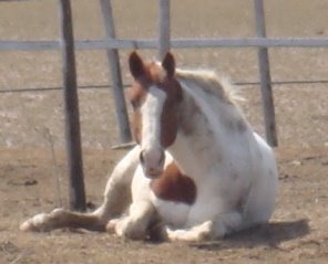 [bugsleepblog.jpg]