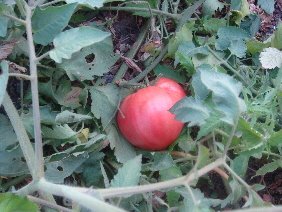 [greenhouseheirloomblog.JPG]