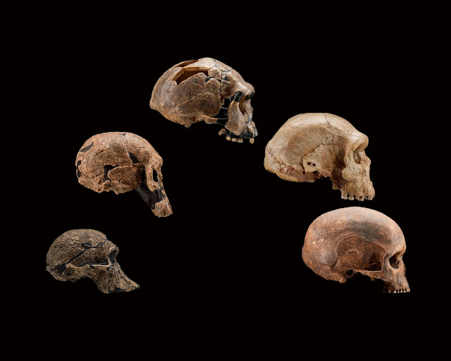 Hominin evolution essay