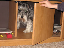 Silly Dog
