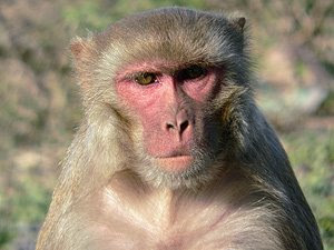 moleculas moleculas